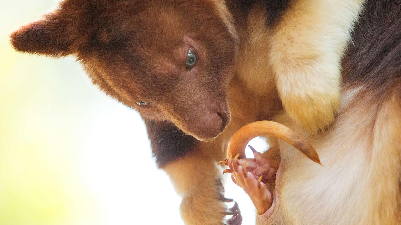 A tree kangaroo was born at Healesville Sanctuary, Victoria in September. It is a different species to the one found in Indonesia but also very rare. Picture: Mark Stewart