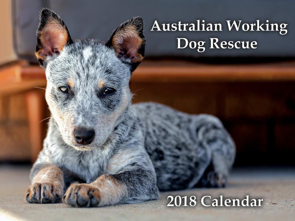 Australian Working Dog Rescue calendar Daily Telegraph