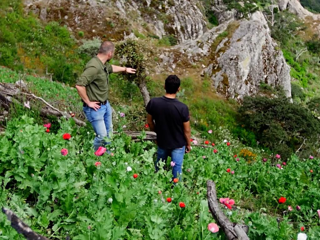 The Sinaloa cartel controls fields of poppies, for its heroin trade. Picture: Sunday Night