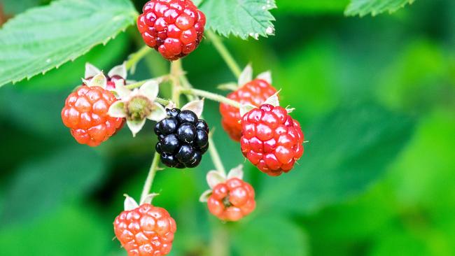 The State Government has warned bushwalkers BlackBerries have been poisoned and not to eat them. Picture: Environment Department.