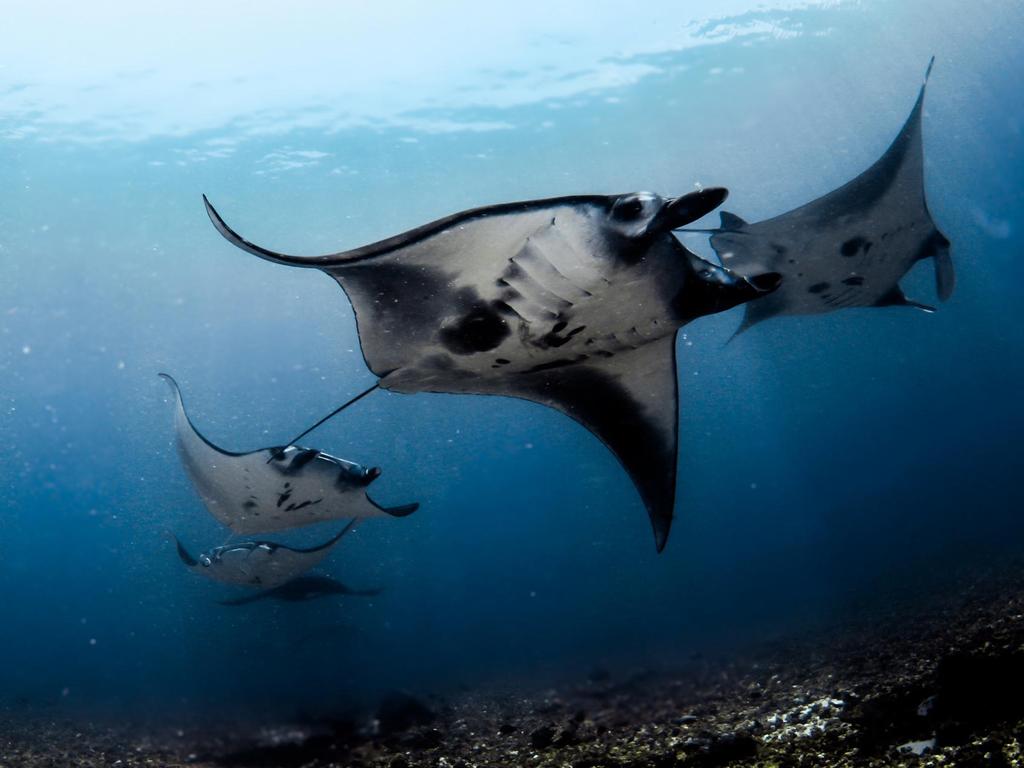 Best Underwater Experiences Worlds Coolest Diving Adventures Au 