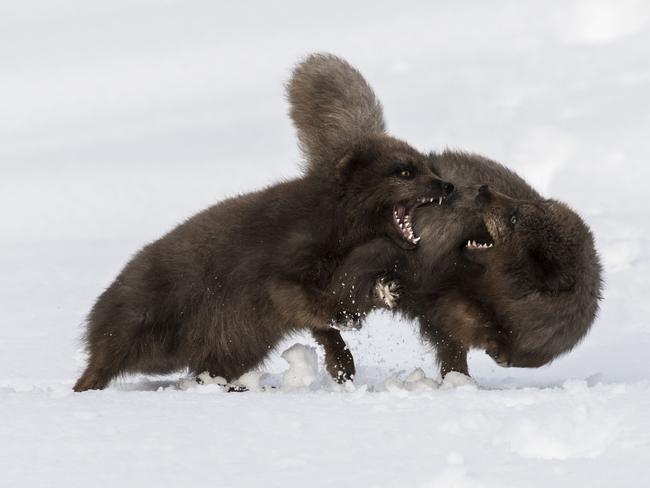 Tracey Lund from the United Kingdom has contributed this incredible shot. Picture: Tracey Lund/Sony World Photography Awards