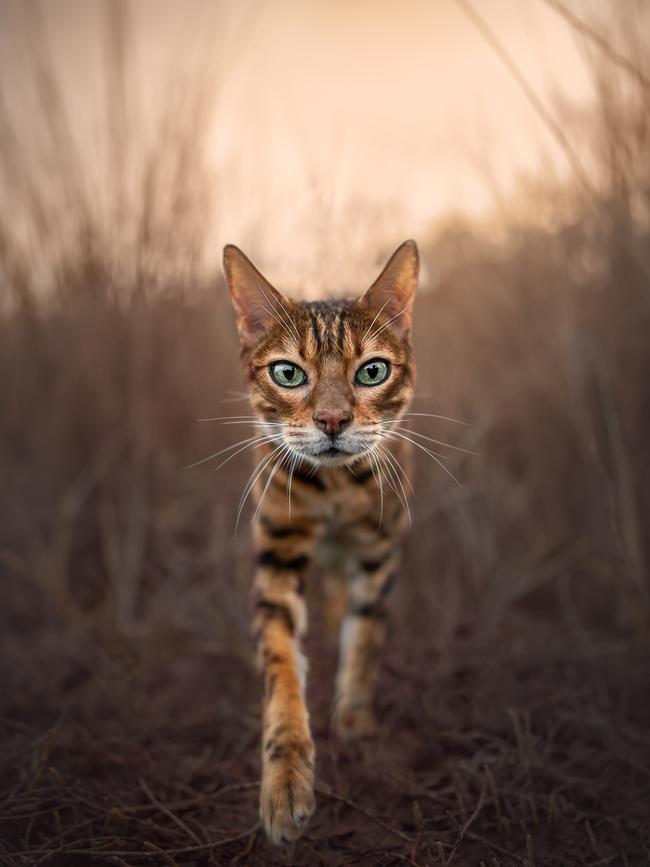 Eye of the Tiger by Gina Soule from America.