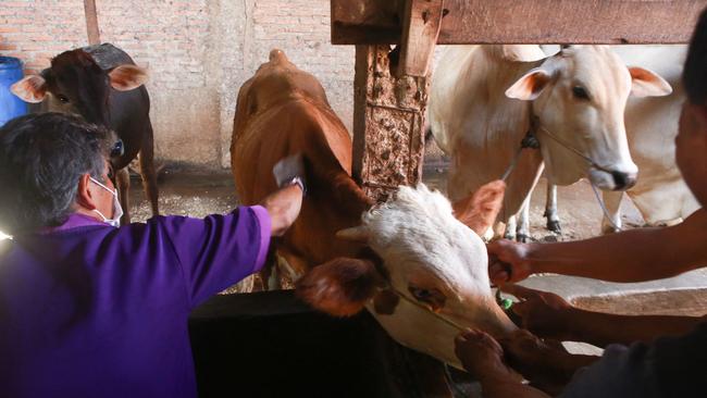 A veterinarian administers a vaccine for foot-mouth-disease to a cow ahead of Eid Al-Adha, the Muslim feast of sacrifice, in Lampung on June 29. Picture: Perdiansyah/AFP