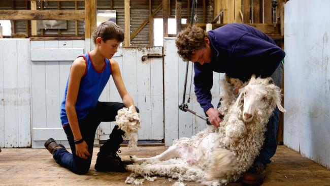 Cutting edge: Mitchell Snook-Bevis gets the low-down on shearing Angora goats during his stay at the Nicholls family farm near Seaspray. Picture: Chloe Smith