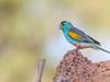 New nature reserve to save an endangered Cape York icon