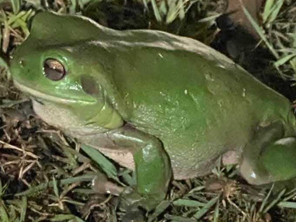 A fat and happy green tree frog after it consumed a keelback snake in Logan on Tuesday night. Picture: Melissa MacPherson