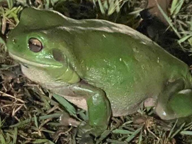 A fat and happy green tree frog after it consumed a keelback snake in Logan on Tuesday night. Picture: Melissa MacPherson