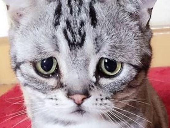 Is this the internet’s saddest cat?