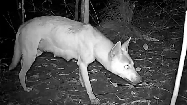 A trail camera captured this lactating mother “dingo” at Clifton Beach this week. Picture: Keith Martin