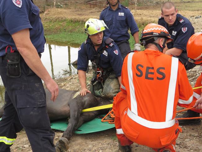 Matilda is safely brought out of the water by the crews. Picture: Fire and Rescue NSW