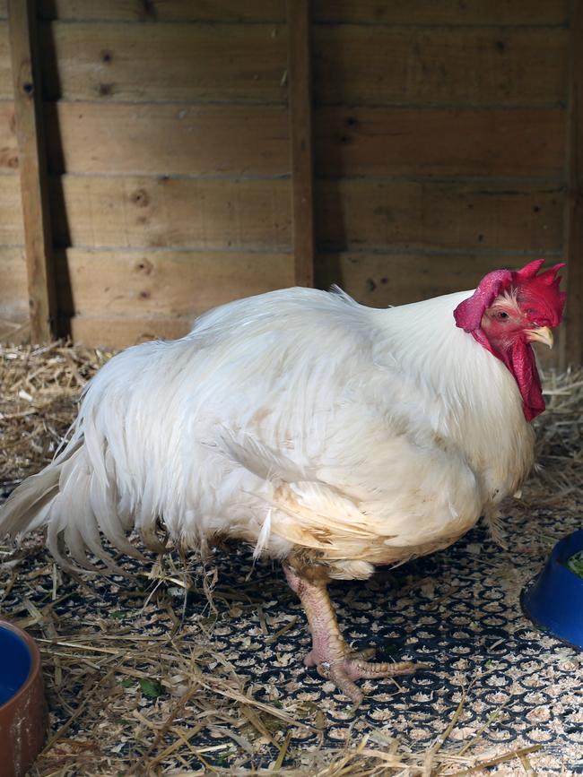 A rescued broiler chicken that is now eight months old and 9.5kg. It struggles to walk.