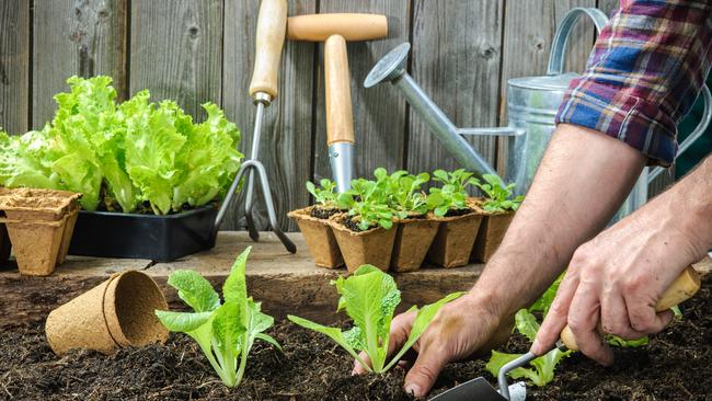 Farmer planting young seedlings of lettuce salad in the vegetable garden