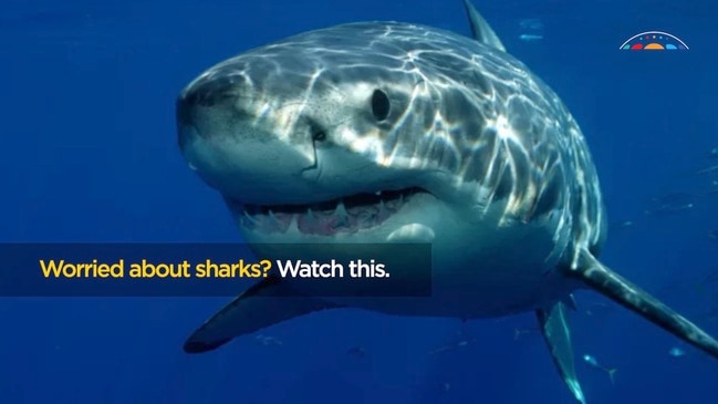 Worried about sharks? Watch this.