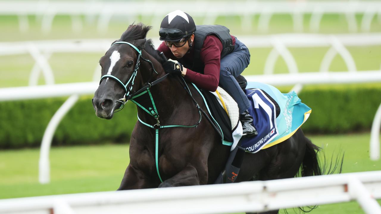 Golden Eagle contender Ascoli Piceno having a tune-up at Canterbury Park on Wednesday. Picture: Rohan Kelly