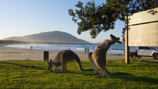 Kangaroos at Diamond Head Campground, at the popular Crowdy Head National Park. Picture: Tom Park/Destination NSW