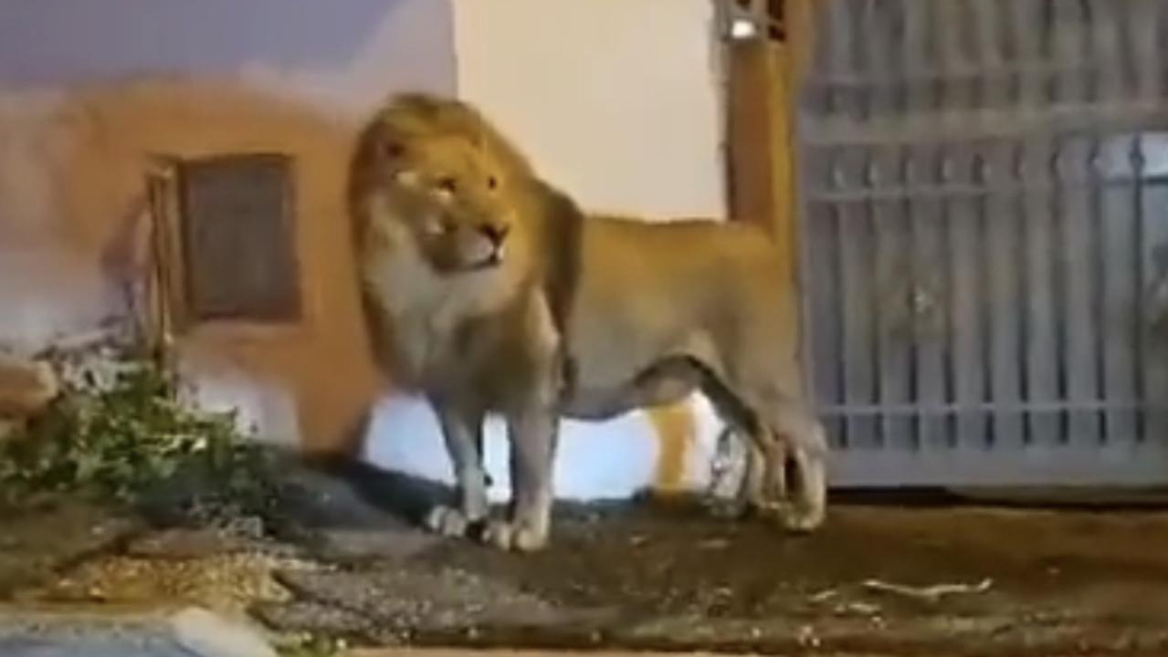 Panic as lion escapes, roams streets