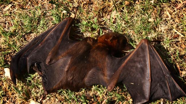 Why Dead Bats Are Falling From The Sky In Queensland | News.com.au ...