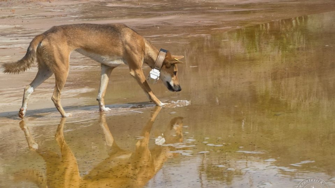 One of the dingoes on Fraser Island pictured with a collar around its neck.