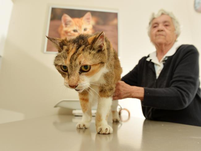 Sweetie is an old cat at 27 years of age. Daphne Lovelady has had Sweetie since she was a kitten. Picture: Fiona Harding