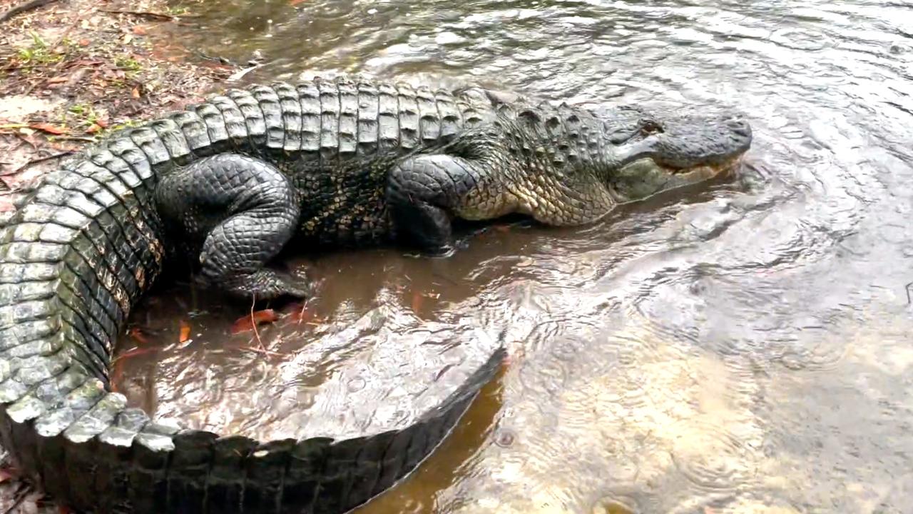Un alligator s’échappe de l’enclos de l’Australian Reptile Park sous de fortes pluies