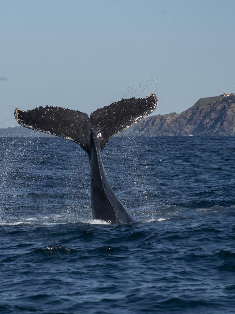 Humpback whales can be spotted from Byron on their migration from May.