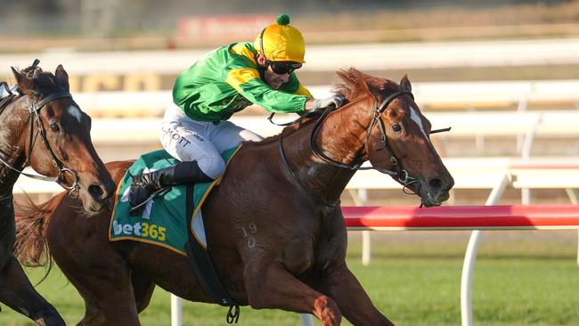 Regal Zeus wins the Golden Mile at Bendigo in April. Picture: Scott Barbour-Racing Photos via Getty Images