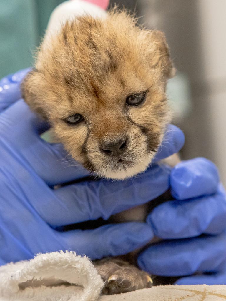 The cub is very cute … Picture: Rick Stevens