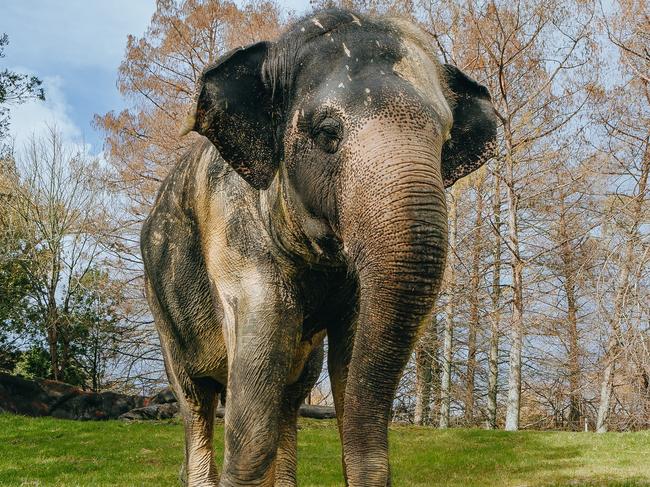 Burma is set to arrive at Monarto Safari Park on Tuesday afternoon . Picture: Zoos SA