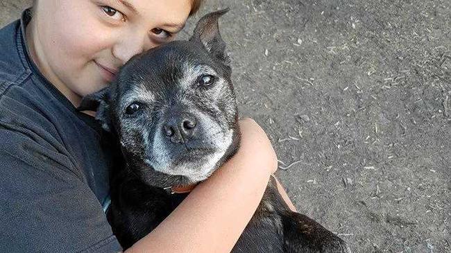 Sky, the 13-year-old staffy, was mauled by two dogs this morning in her own backyard. Picture: Contributed