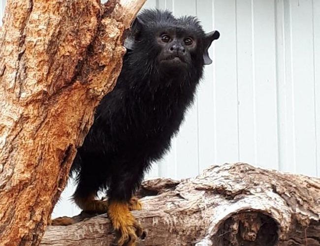 The Darling Downs Zoo has welcomed red-handed tamarins. Picture: Contributed