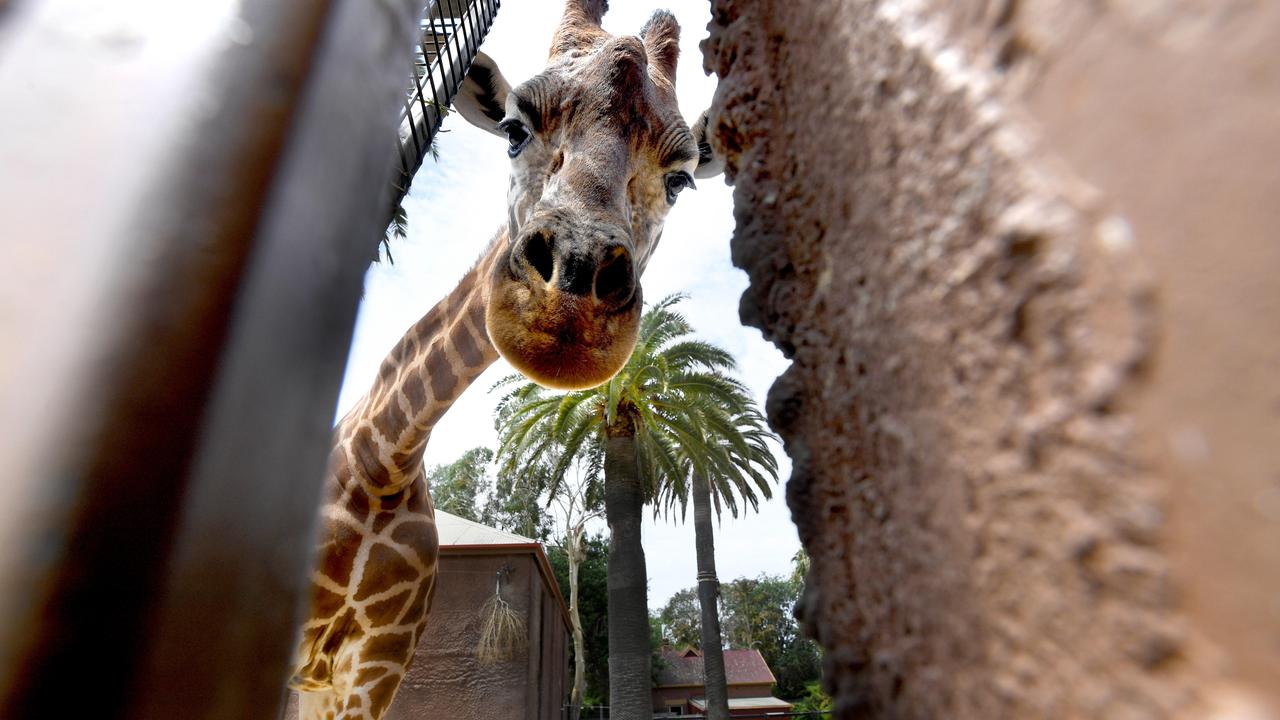 Adelaide Zoo to relocate its giraffes Kimya and Dharba. | news.com.au