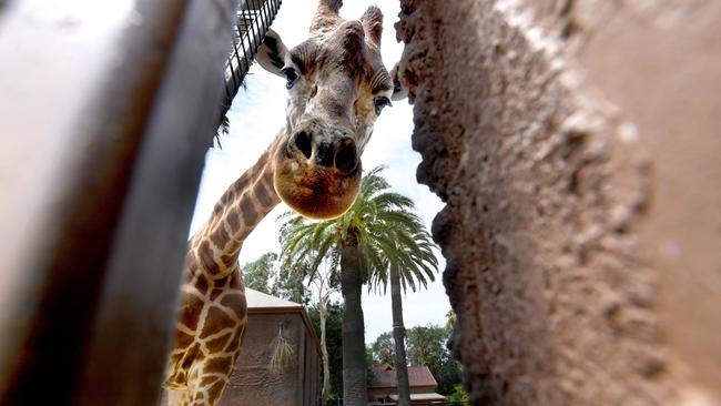 The Zoo will no longer house giraffes. Picture: Tricia Watkinson