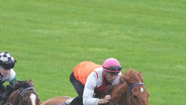 Vow And Declare during trackwork at Flemington Racecourse on October 25, 2022 in Flemington, Australia. (Photo by Scott Barbour/Racing Photos via Getty Images)