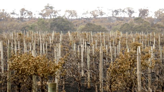 A magpie sits on a fence post in Woodside which was left in ruins from the Cuddle Creek fire. Picture: AAP