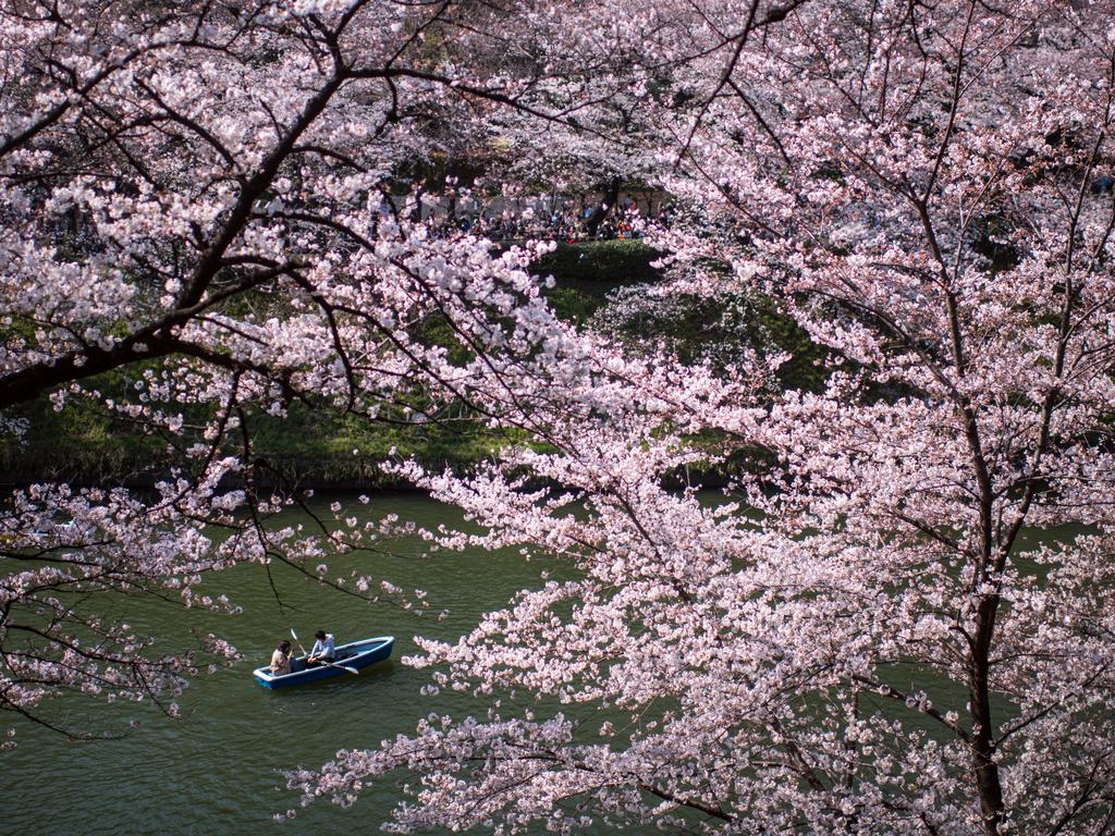 A couple row a boat past cherry blossom on Chidorigafuchi Moat, one of twelve moats that surround the Japanese Imperial Palace, on March 25, 2018 in Tokyo, Japan. The Japanese have a long-held tradition of enjoying the blooming of cherry blossoms. The blossom is deeply symbolic, it only lasts for around one week and marks the beginning of spring. It is claimed that the short-lived existence of the blossom taps into a long-held appreciation of the beauty of the fleeting nature of life, as echoed across the nation’s cultural heritage. Picture: Getty Images