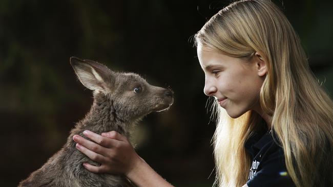 Sydney Wildlife have started a campaign to fundraise for an ambulance after a high number of roadkill recently. Kayleigh Grieg 13, pictured with a young Joey under the care of Sydney Wildlife Volunteers. Picture: Braden Fastier