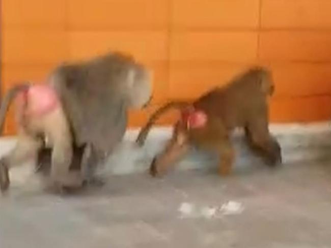 The baboons on the loose at Sydney's RPA Hospital. Picture: Seven News