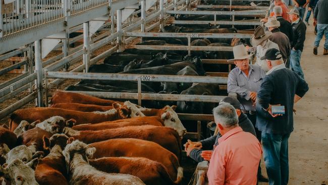 Action from the Mortlake store cattle sale, December 17, 2020. Picture: Madeleine Stuchbery.