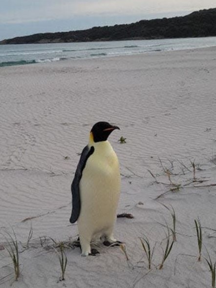 The emperor penguin was found in Denmark, Western Australia. Picture: Miles Brotherson/DBCA