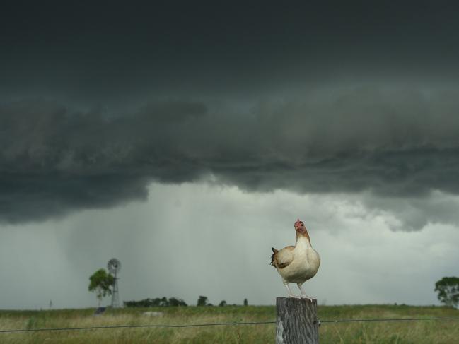 Meet Chicken, the storm chasing bird that’s gone viral online