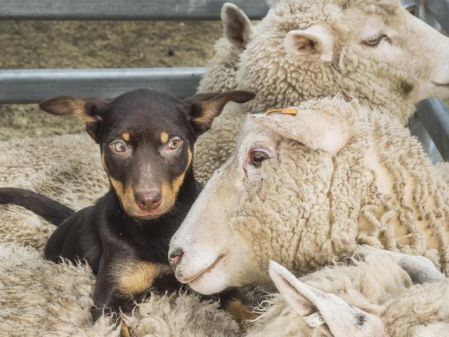 Boris gets the first lesson for a sheepdog at the warm up for Puppy trials this weekend at Beloka Kelpie stud at Welshpool.Contact Paul Macphail 0418335306.Picture:Rob Leeson.