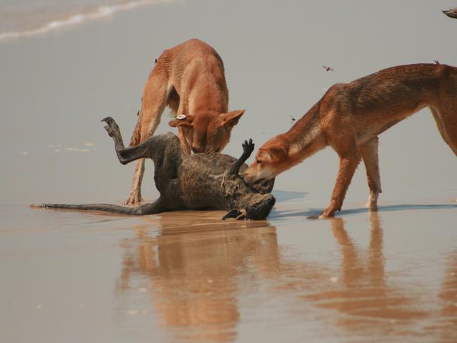 Dingoes on Fraser Island.