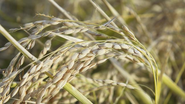 Rice runs low: the 2020 Australian rice crop is now the second-smallest crop on record.