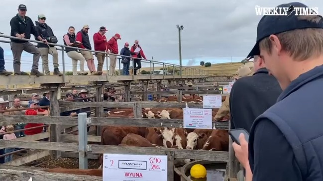 Prices skyrocket at summer weaner calf sales