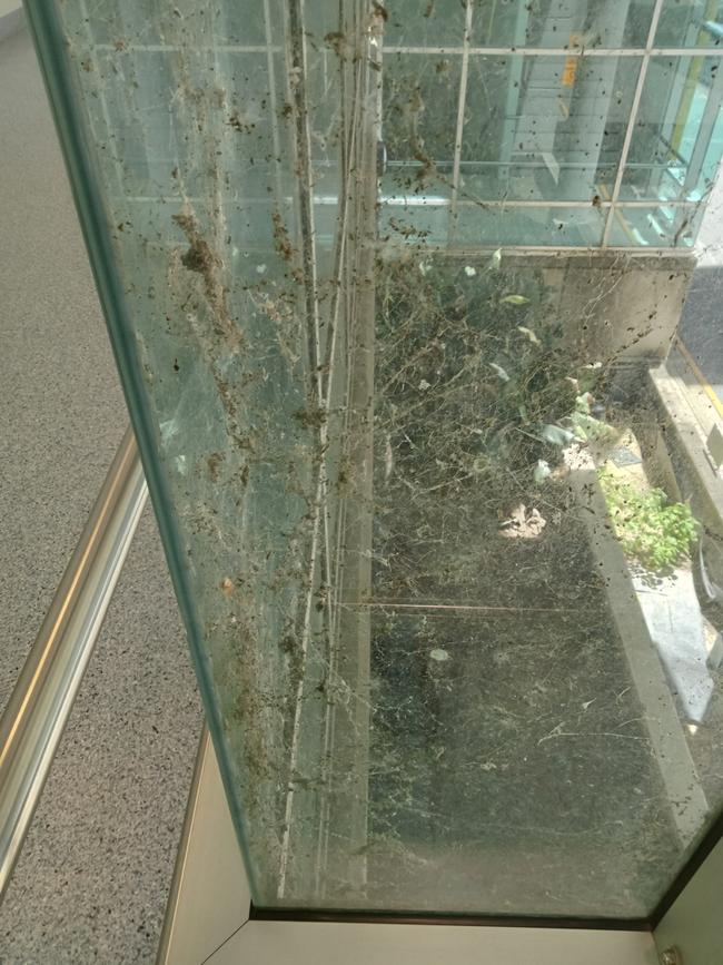 Mould on a glass panel at RBWH
