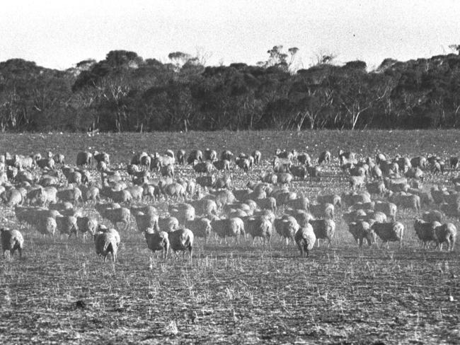 1983. Sheep kick up dust on a drought hit property in Werrimull, Victoria. Droughts - Australia - 1980-. Neg: 830609/116