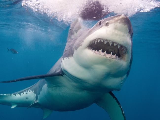 Neptune Island,Australia, Great White Shark