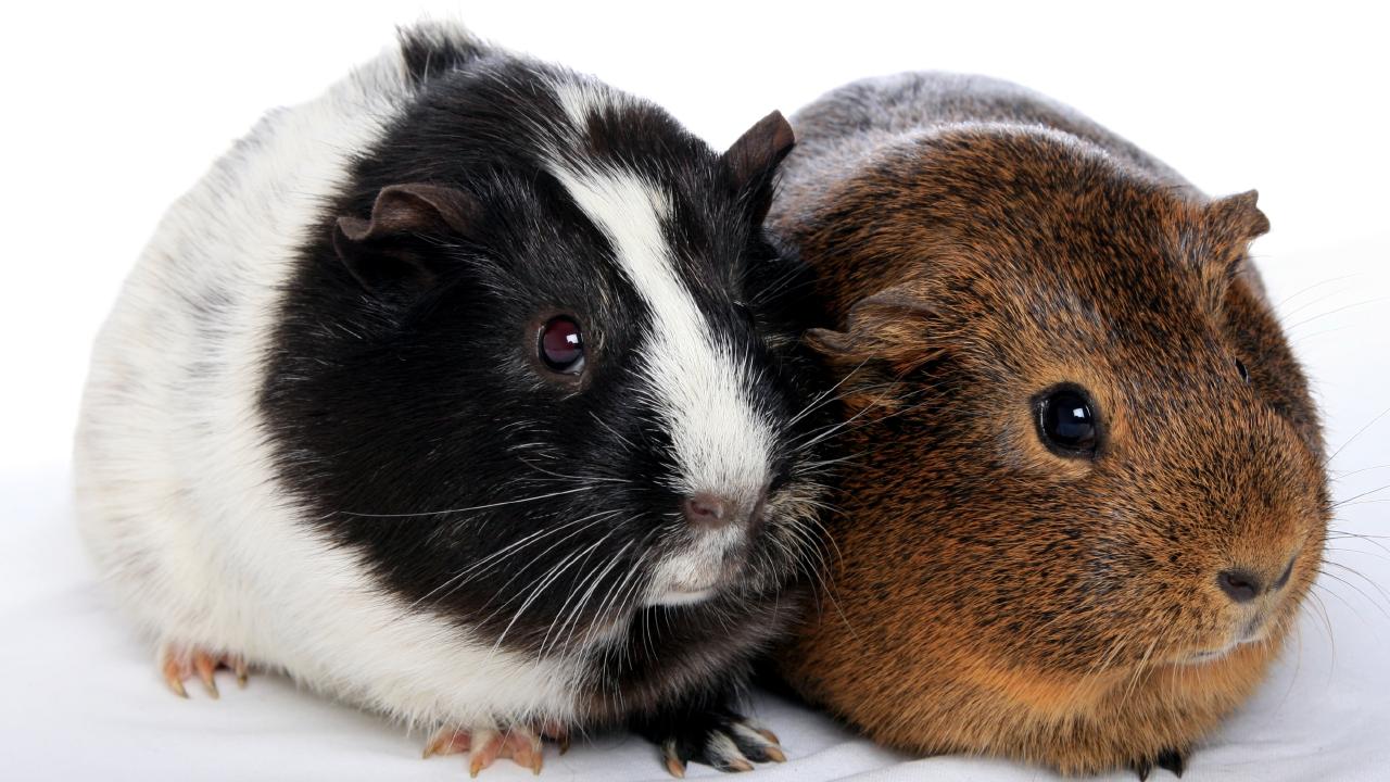 Man accused of harming pet guinea pig ‘George’ in court | The Chronicle