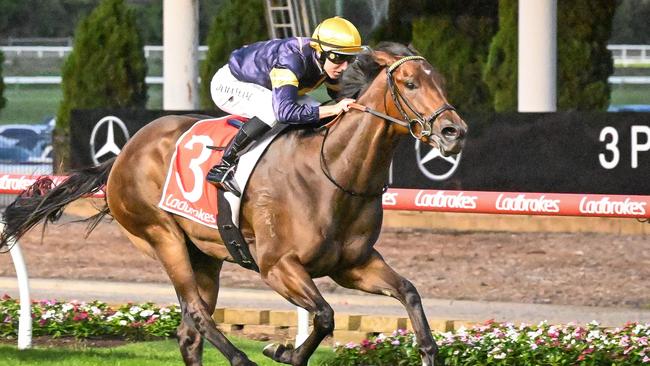 Oak Hill will make his debut for Lindsay Park at Caulfield on Saturday. Picture: Reg Ryan/Racing Photos